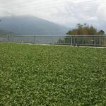 阿里山 石棹 金萱茶