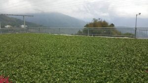 阿里山 石棹 金萱茶