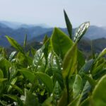 阿里山 石棹 金萱茶