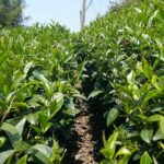 阿里山 石棹 金萱茶