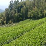 阿里山 石棹 金萱茶