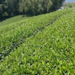 阿里山 石棹 金萱茶