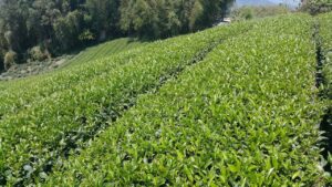 阿里山 石棹 金萱茶