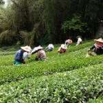 阿里山 石棹 金萱茶