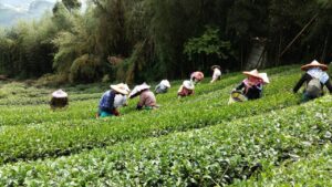阿里山 石棹 金萱茶
