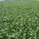 阿里山 石棹 金萱茶