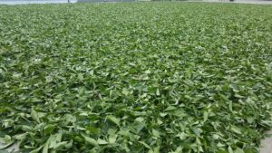 阿里山 石棹 金萱茶