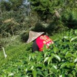 華崗茶區採茶