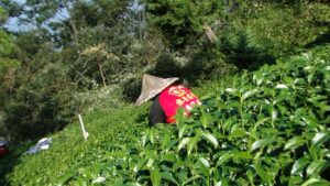 華崗茶區採茶