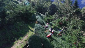 華崗茶區採茶