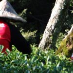 華崗茶區採茶