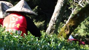 華崗茶區採茶