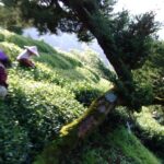 華崗茶區採茶