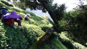 華崗茶區採茶