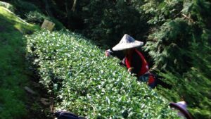 華崗茶區採茶