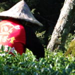 華崗茶區