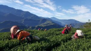 樂菁慈恩製茶廠