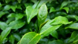 樂菁慈恩製茶廠