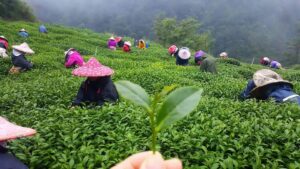 樂菁慈恩製茶廠