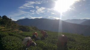 樂菁慈恩製茶廠