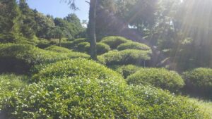 樂菁慈恩製茶廠