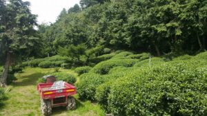 樂菁慈恩製茶廠