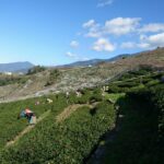 梨山冬片茶採收