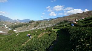 梨山冬片茶採收