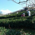 梨山冬片茶採收