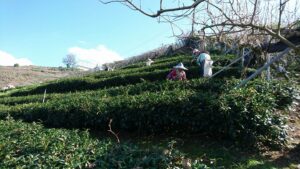 梨山冬片茶採收