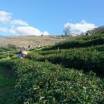 梨山冬片茶採收