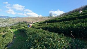 梨山冬片茶採收