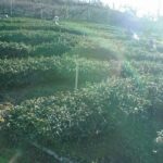 梨山冬片茶採收