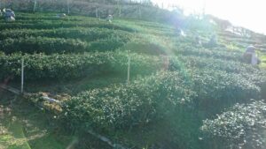 梨山冬片茶採收