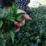 梨山冬片茶採收