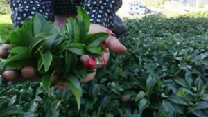 梨山冬片茶採收