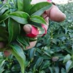 梨山冬片茶採收