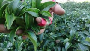 梨山冬片茶採收