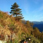 福壽山冬片採收