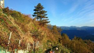 福壽山冬片採收