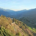 福壽山冬片製茶