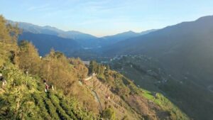 福壽山冬片製茶