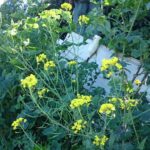 福壽山冬片採收