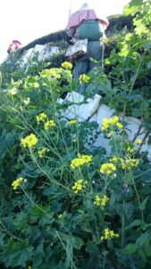 福壽山冬片採收