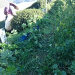 福壽山冬片採收