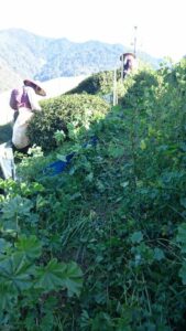 福壽山冬片採收