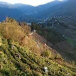 福壽山冬片採收