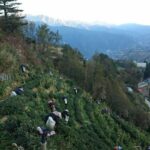 福壽山冬片採收