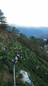 福壽山冬片採收