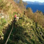 福壽山冬片採收